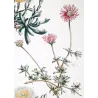 Ehret Mesembryanthemum Succulents – Antique Hand-Colored Engraving (1757)