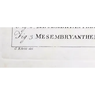Mesembryanthemum Engraving – Ehret Botanical Print (1757)