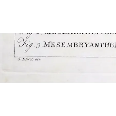 Mesembryanthemum Engraving – Ehret Botanical Print (1757)