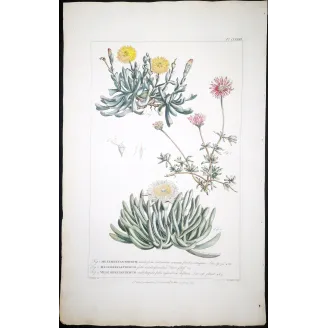 Mesembryanthemum Engraving – Ehret Botanical Print (1757)
