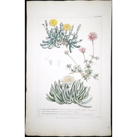 Mesembryanthemum Engraving – Ehret Botanical Print (1757)