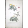 Ehret Mesembryanthemum Succulents – Antique Hand-Colored Engraving (1757)