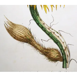 Night-Blooming Cereus – Lancake Botanical Print (1756)