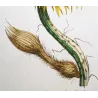 Lancake Night-Blooming Cereus (Cactus) – Antique Hand-Colored Engraving (1756)