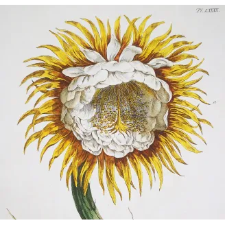 Night-Blooming Cereus – Lancake Botanical Print (1756)