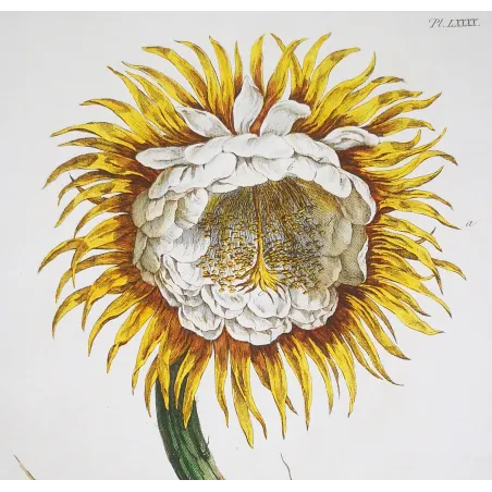 Night-Blooming Cereus – Lancake Botanical Print (1756)