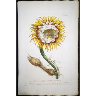 Night-Blooming Cereus – Lancake Botanical Print (1756)