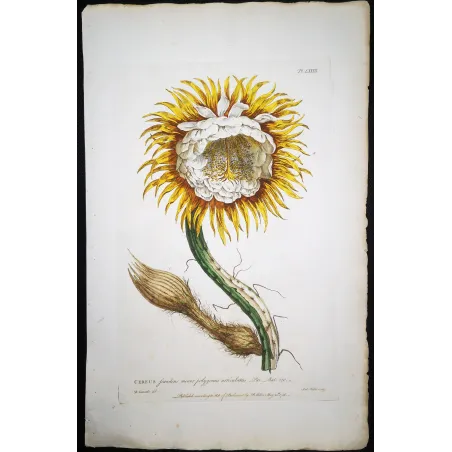 Night-Blooming Cereus – Lancake Botanical Print (1756)