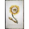 Lancake Night-Blooming Cereus (Cactus) – Antique Hand-Colored Engraving (1756)