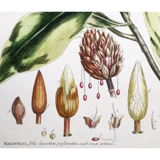 Mueller Johann Sebastian Magnolia Flower (Magnolia sp.) – Antique Hand-Colored Engraving  (1757)