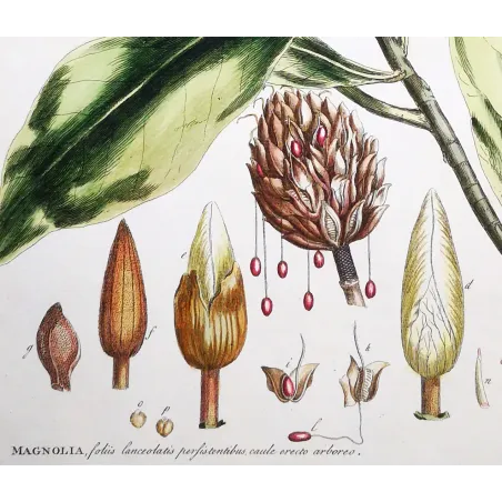 Mueller Johann Sebastian Magnolia Flower (Magnolia sp.) – Antique Hand-Colored Engraving  (1757)