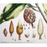 Mueller Johann Sebastian Magnolia Flower (Magnolia sp.) – Antique Hand-Colored Engraving  (1757)