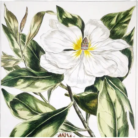 Mueller Johann Sebastian Magnolia Flower (Magnolia sp.) – Antique Hand-Colored Engraving  (1757)