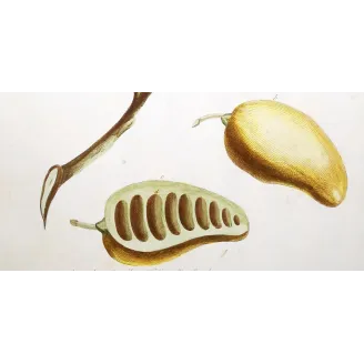 Custard Apple – 18th Century Hand-Colored Engraving, Miller