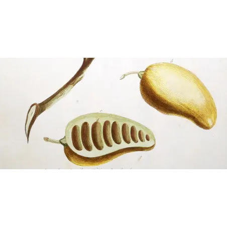 Custard Apple – 18th Century Hand-Colored Engraving, Miller