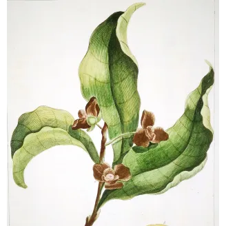 Custard Apple – 18th Century Hand-Colored Engraving, Miller