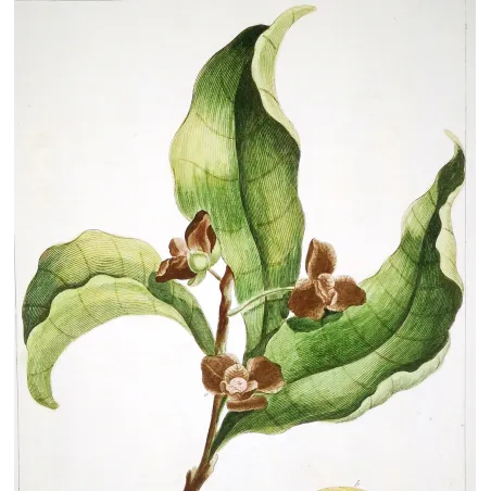Custard Apple – 18th Century Hand-Colored Engraving, Miller