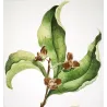 Custard Apple (Annona sp.) – 18th-Century Hand-Colored Engraving, Miller (1755)