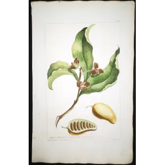Custard Apple – 18th Century Hand-Colored Engraving, Miller