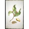 Custard Apple (Annona sp.) – 18th-Century Hand-Colored Engraving, Miller (1755)