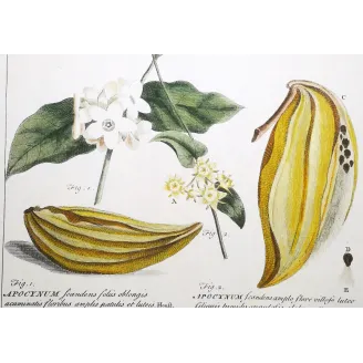 Climbing Apocynum – Miller Antique Hand-Colored Engraving