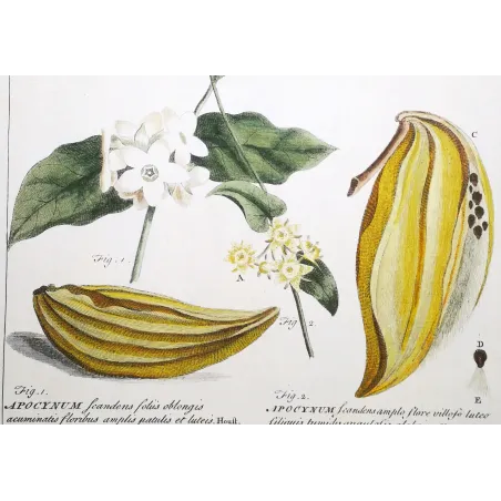 Climbing Apocynum – Miller Antique Hand-Colored Engraving