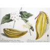 Climbing Apocynum (Apocynum scandens) – Antique Hand-Colored Botanical Engraving (1755)