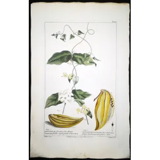 Climbing Apocynum – Miller Antique Hand-Colored Engraving
