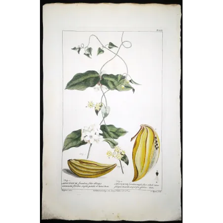 Climbing Apocynum – Miller Antique Hand-Colored Engraving