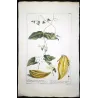 Climbing Apocynum (Apocynum scandens) – Antique Hand-Colored Botanical Engraving (1755)