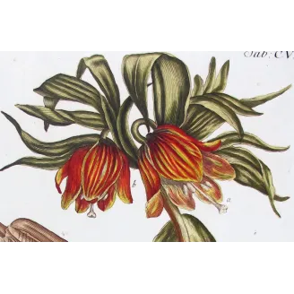Crown Imperial – Bold 18th Century Hand-Colored Botanical Engraving