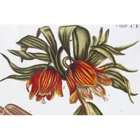 Crown Imperial – Bold 18th Century Hand-Colored Botanical Engraving