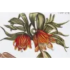 Crown Imperial (Fritillaria imperialis) – Bold Hand-Colored Botanical Engraving, 18th Century