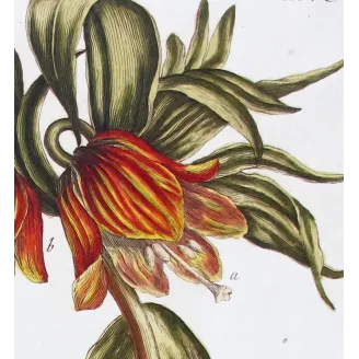 Crown Imperial – Bold 18th Century Hand-Colored Botanical Engraving