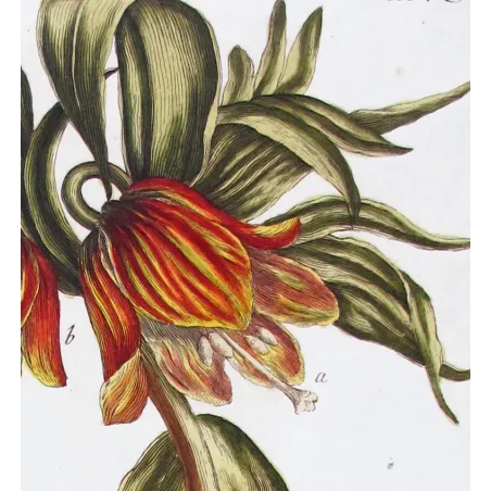 Crown Imperial – Bold 18th Century Hand-Colored Botanical Engraving