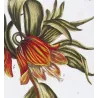 Crown Imperial (Fritillaria imperialis) – Bold Hand-Colored Botanical Engraving, 18th Century