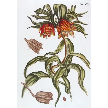 Crown Imperial – Bold 18th Century Hand-Colored Botanical Engraving