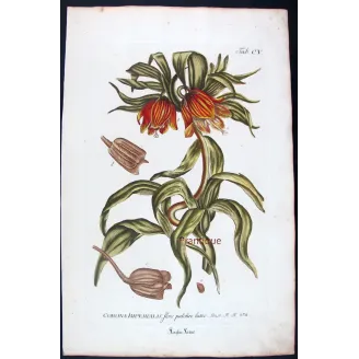 Crown Imperial – Bold 18th Century Hand-Colored Botanical Engraving