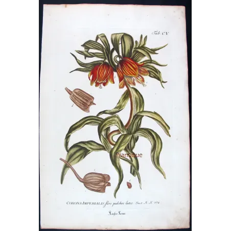 Crown Imperial – Bold 18th Century Hand-Colored Botanical Engraving