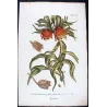 Crown Imperial (Fritillaria imperialis) – Bold Hand-Colored Botanical Engraving, 18th Century