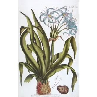 Blue Crinum Lily – 18th Century Bold Hand-Colored Botanical Engraving