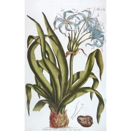 Blue Crinum Lily – 18th Century Bold Hand-Colored Botanical Engraving