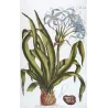 Blue Crinum Lily (Crinum sp.) – Bold Hand-Colored Botanical Engraving, 18th Century