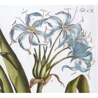 Blue Crinum Lily – 18th Century Bold Hand-Colored Botanical Engraving