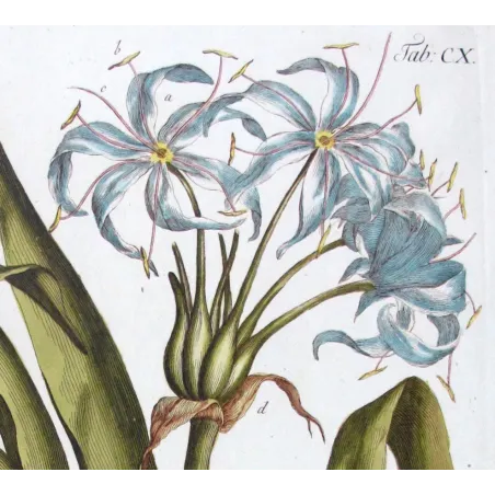 Blue Crinum Lily – 18th Century Bold Hand-Colored Botanical Engraving