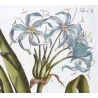 Blue Crinum Lily (Crinum sp.) – Bold Hand-Colored Botanical Engraving, 18th Century