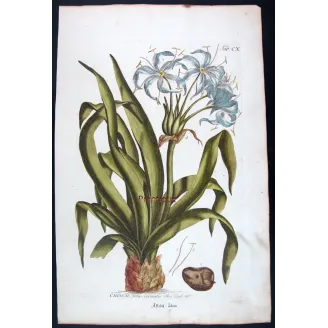Blue Crinum Lily – 18th Century Bold Hand-Colored Botanical Engraving