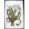 Blue Crinum Lily (Crinum sp.) – Bold Hand-Colored Botanical Engraving, 18th Century