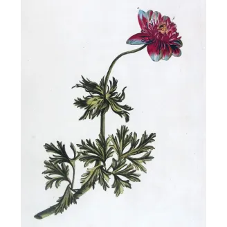 Anemone – 18th Century Hand-Colored Botanical Engraving