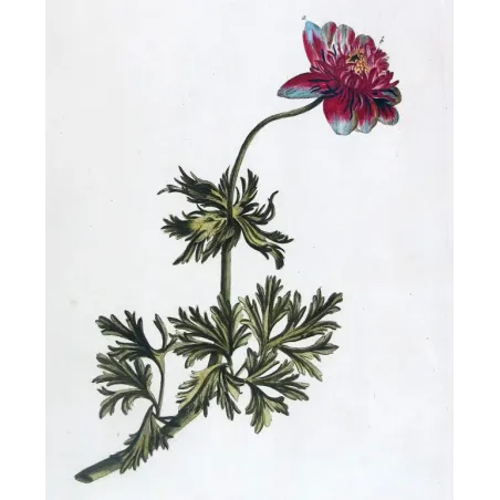 Anemone – 18th Century Hand-Colored Botanical Engraving